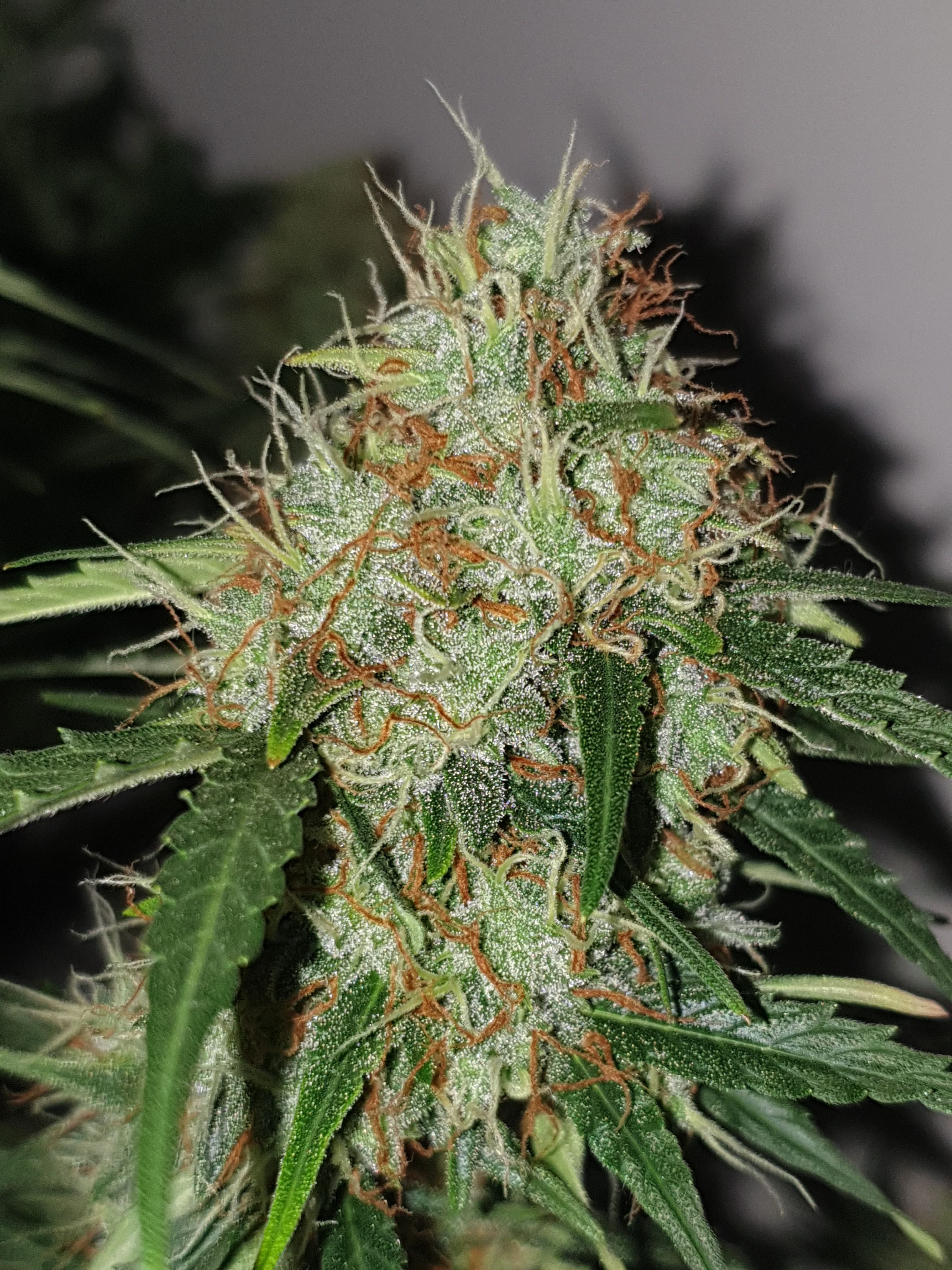 Amnesia 2 2024 growlog photo 10