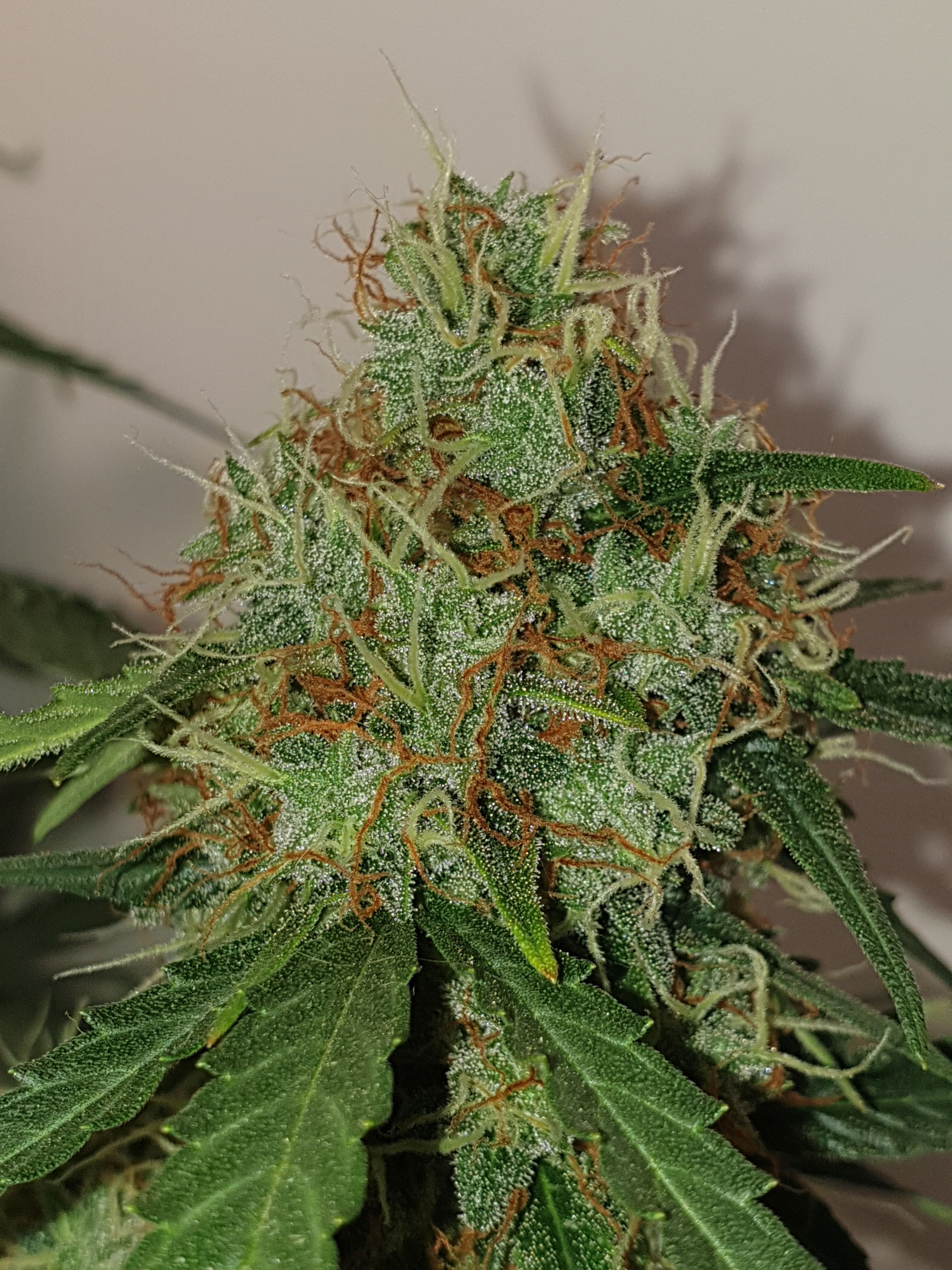 Amnesia 2 2024 growlog photo 9