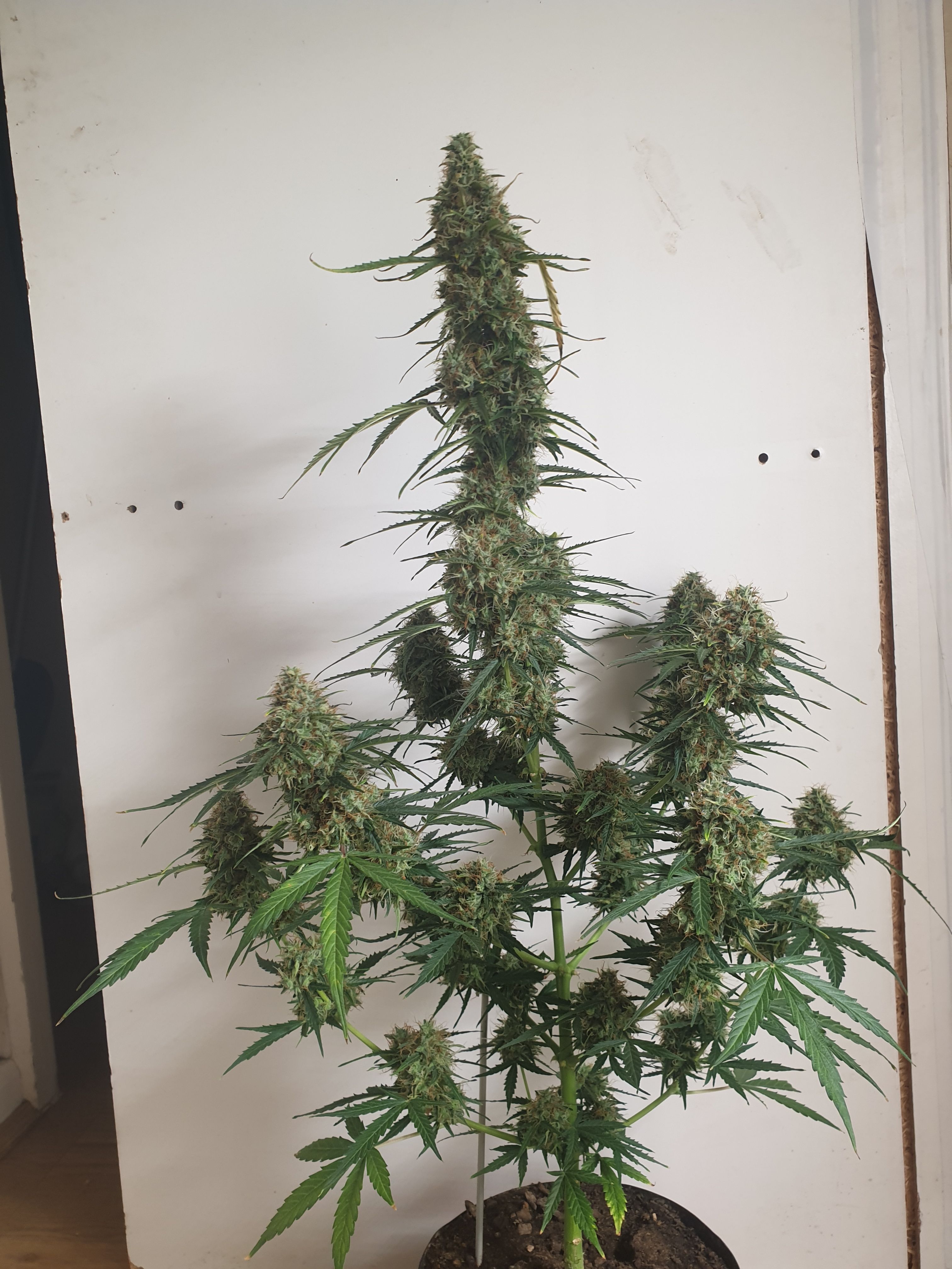 Amnesia 2 2024 growlog photo 11