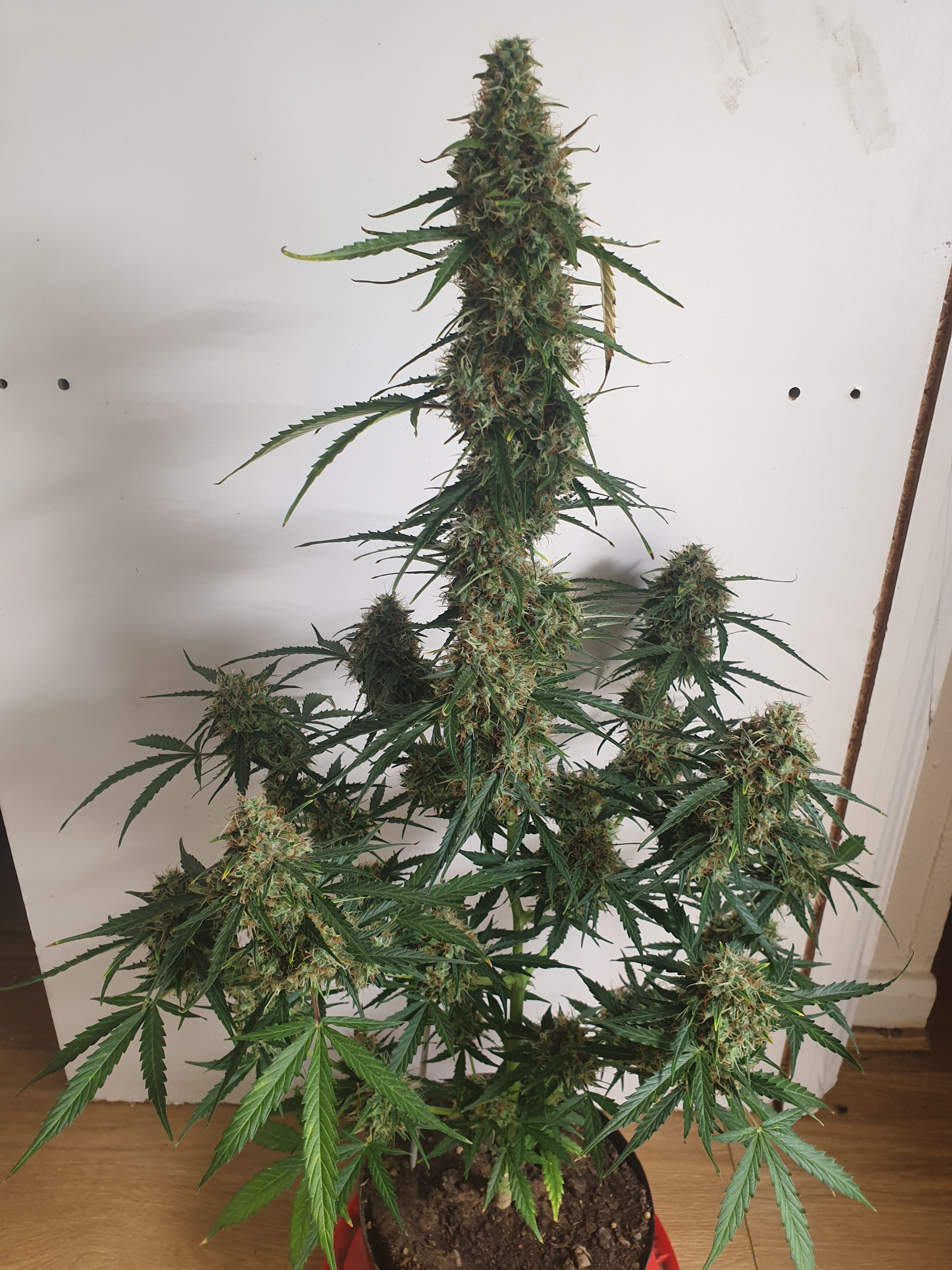 Amnesia 2 2024 growlog photo 12