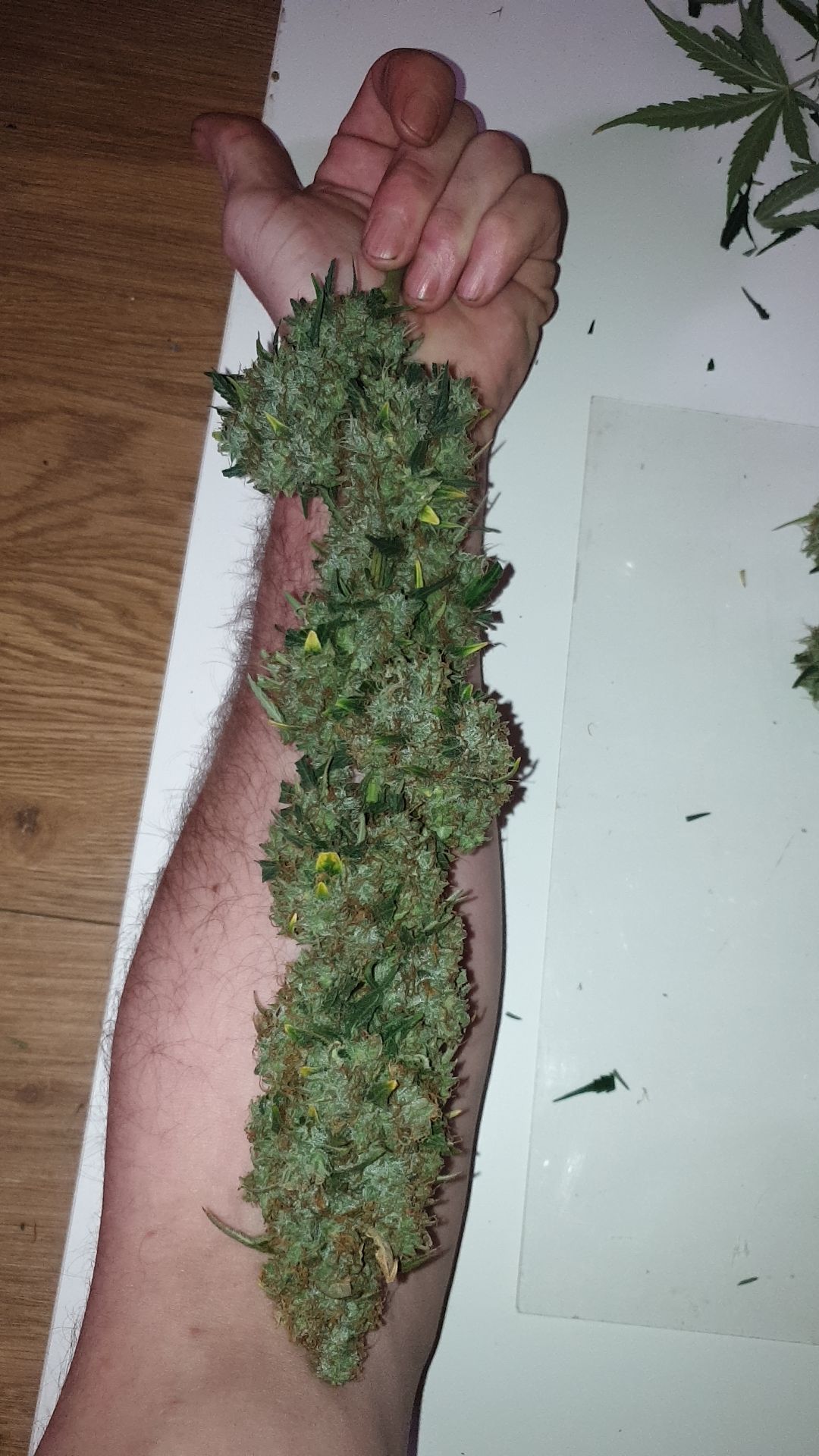 Amnesia 2 2024 growlog photo 13