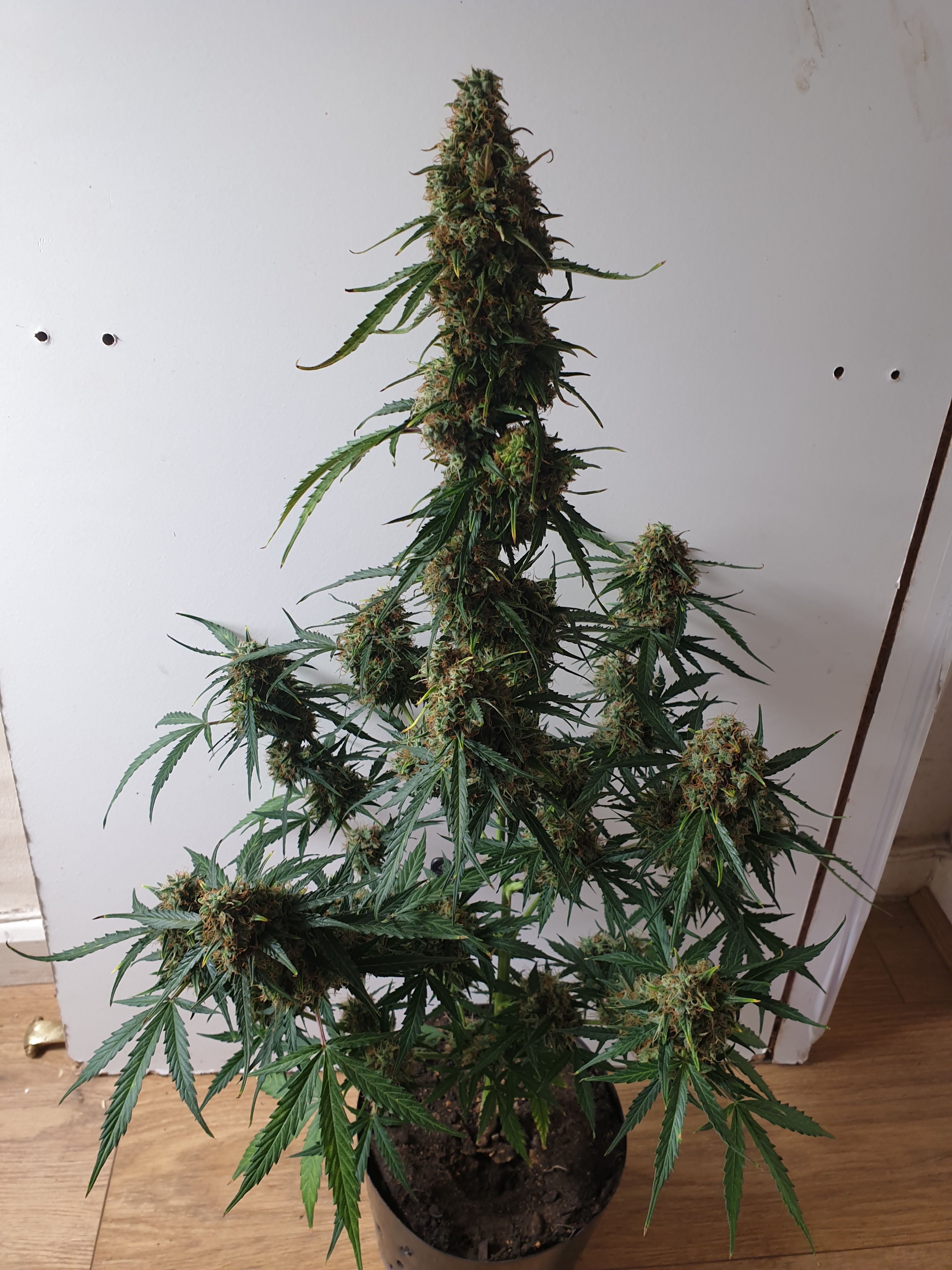 Amnesia 2 2024 growlog photo 14