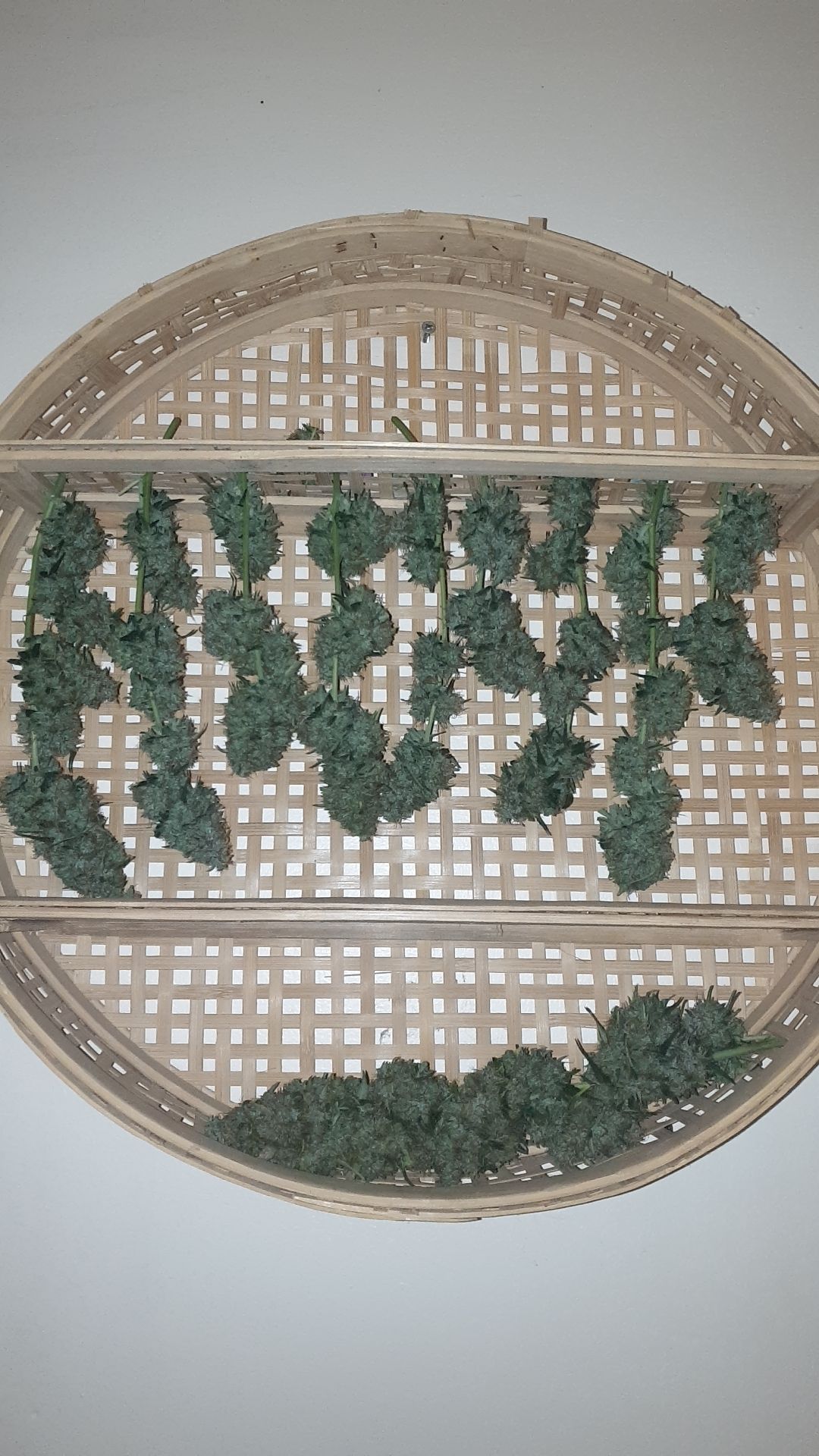 Amnesia 2 2024 growlog photo 15