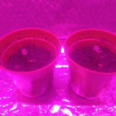 Auto-Bluedream growlog timeline photo