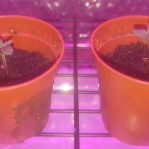 Auto-Bluedream growlog timeline photo