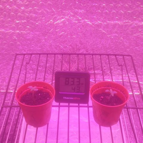 Auto-Bluedream growlog timeline photo