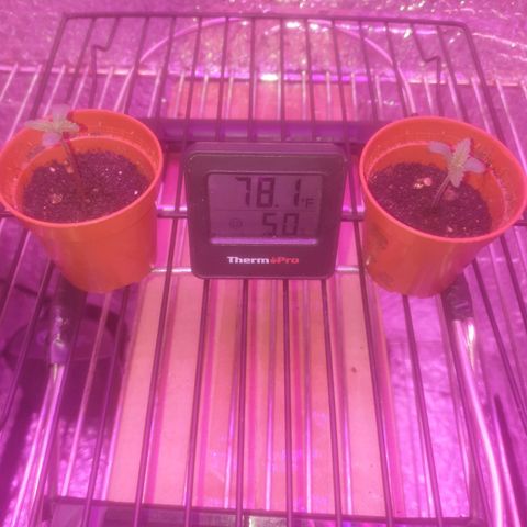 Auto-Bluedream growlog timeline photo