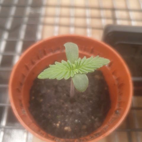 Auto-Bluedream growlog timeline photo