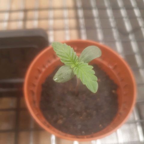 Auto-Bluedream growlog timeline photo
