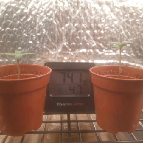 Auto-Bluedream growlog timeline photo