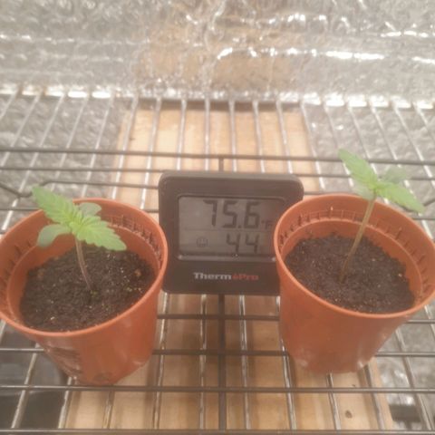 Auto-Bluedream growlog photo: Looking well good Response to mircodose.
Little cold on check in, will rise temp slightly 