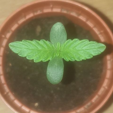 Auto-Bluedream growlog timeline photo