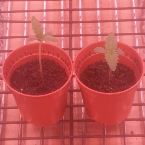 Auto-Bluedream growlog photo: One tall then
One short fat