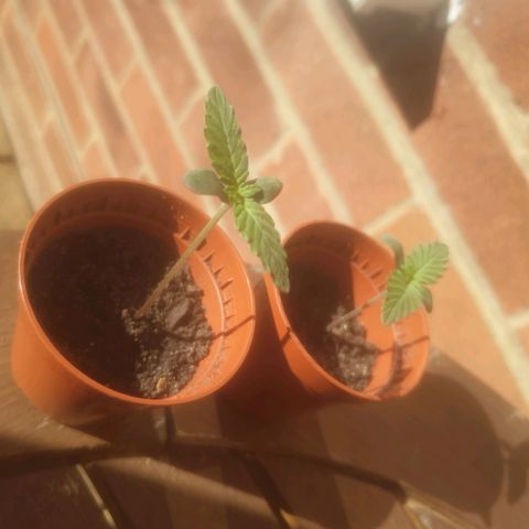 Auto-Bluedream growlog photo: Rare to have this sun in October gave them some natural light while it lasts 