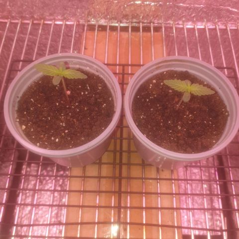 Auto-Bluedream growlog photo: New sock and shoes