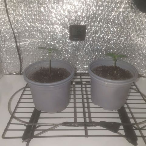 Auto-Bluedream growlog photo: Settled in 