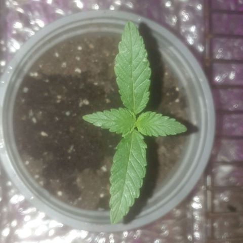 Auto-Bluedream growlog timeline photo