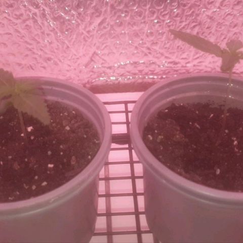 Auto-Bluedream growlog timeline photo