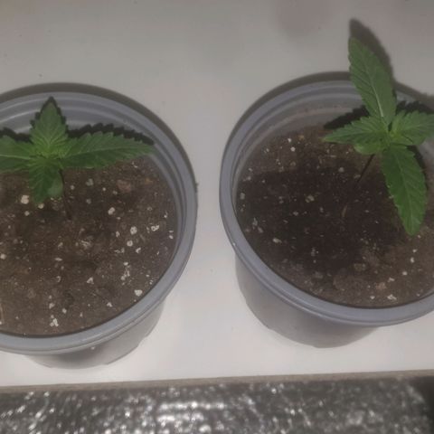 Auto-Bluedream growlog timeline photo
