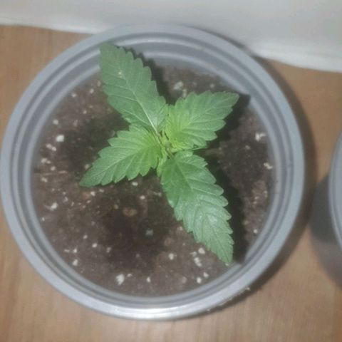 Auto-Bluedream growlog timeline photo