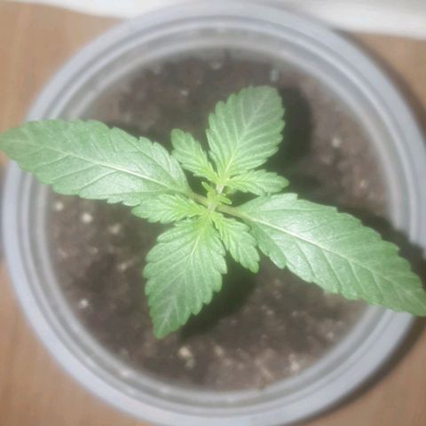 Auto-Bluedream growlog timeline photo