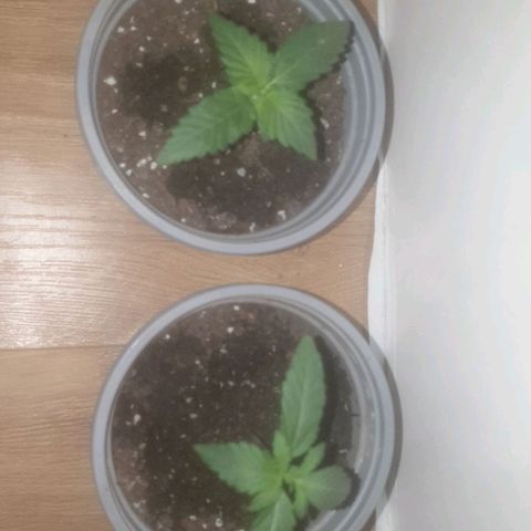 Auto-Bluedream growlog timeline photo