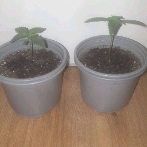 Auto-Bluedream growlog timeline photo
