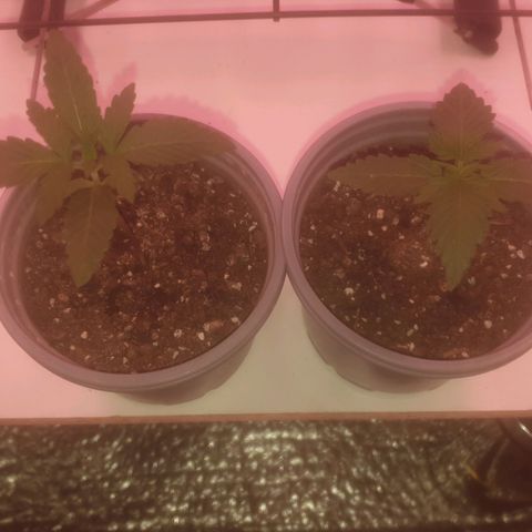 Auto-Bluedream growlog timeline photo