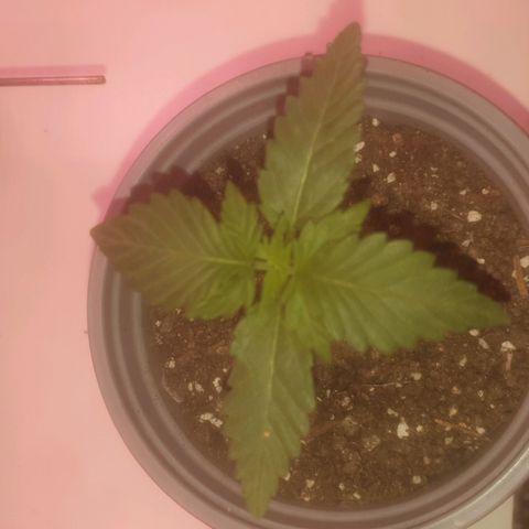 Auto-Bluedream growlog timeline photo