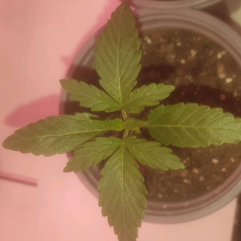 Auto-Bluedream growlog timeline photo