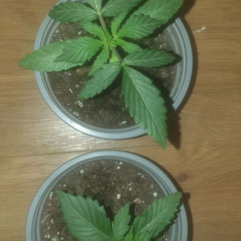 Auto-Bluedream growlog timeline photo
