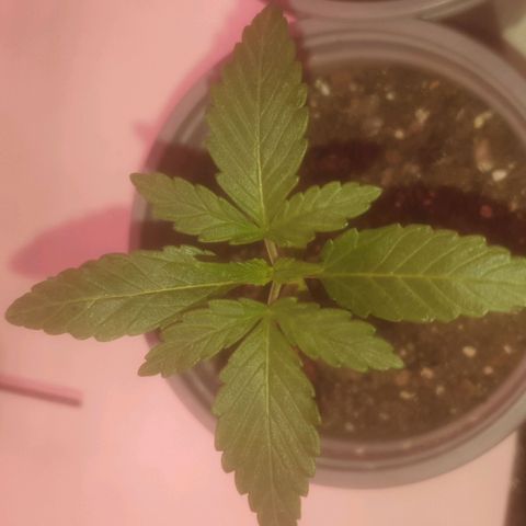 Auto-Bluedream growlog timeline photo