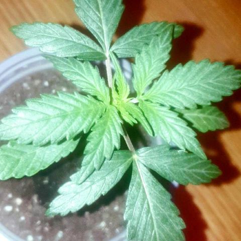 Auto-Bluedream growlog timeline photo