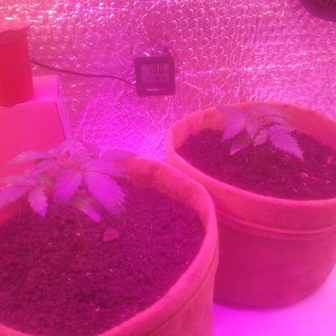 Auto-Bluedream growlog photo: Last transplant 