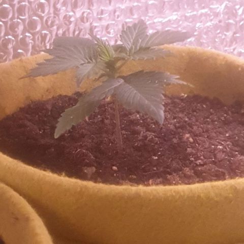 Auto-Bluedream growlog timeline photo