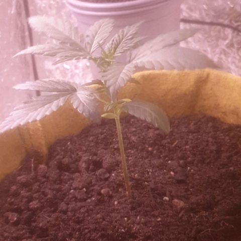 Auto-Bluedream growlog timeline photo