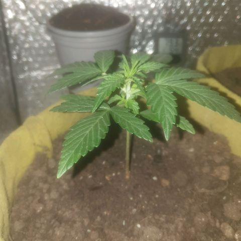 Auto-Bluedream growlog photo: Morning check 9:30am
Leaves droopy after the move or possibly little bit over watered one.
Will turn soil and create a few airholes in side of pots to increase airflow in soil