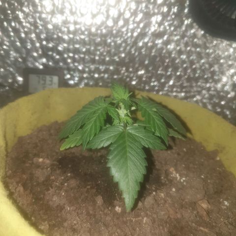 Auto-Bluedream growlog photo: Morning check 9:30am
Leaves droopy after the move or possibly little bit over watered one.
Will turn soil and create a few airholes in side of pots to increase airflow in soil