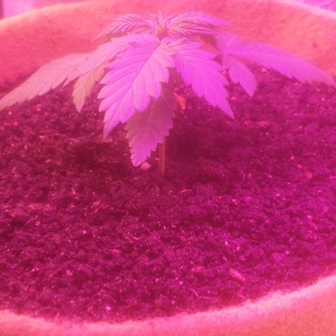 Auto-Bluedream growlog photo: Check in. 3:00pm
Soil has bin turned where possible 
And airholes in side of pots complete.


