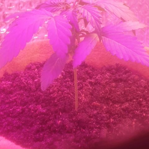 Auto-Bluedream growlog photo: Check in. 3:00pm
Soil has bin turned where possible 
And airholes in side of pots complete.

