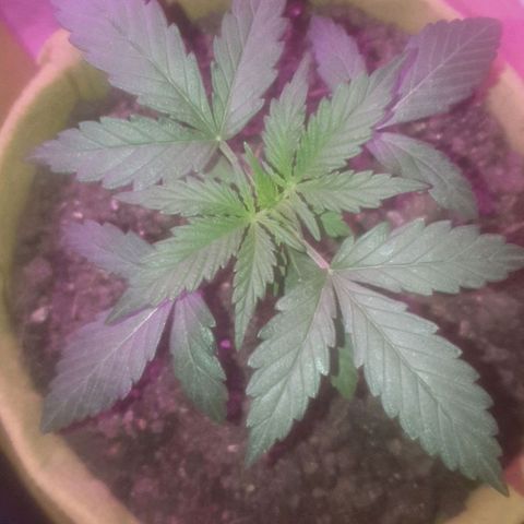 Auto-Bluedream growlog photo: Happy with the results today.
Plants looking happy.