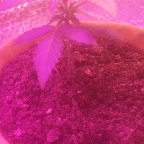 Auto-Bluedream growlog photo: Happy with the results today.
Plants looking happy.