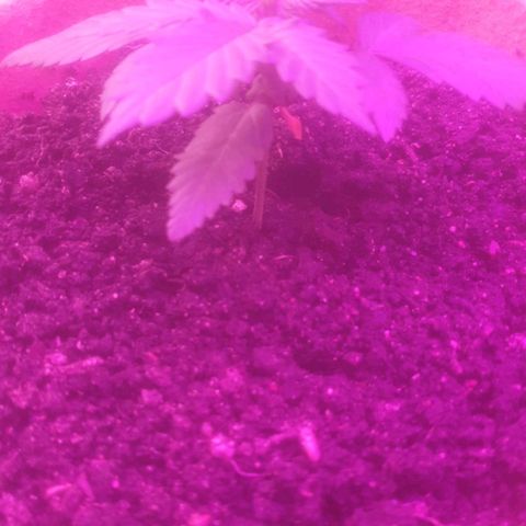 Auto-Bluedream growlog photo: Happy with the results today.
Plants looking happy.