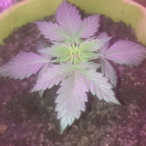 Auto-Bluedream growlog photo: Happy with the results today.
Plants looking happy.