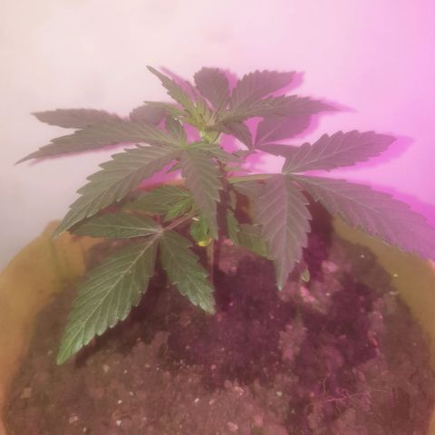 Auto-Bluedream growlog timeline photo