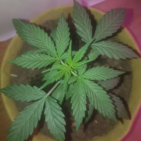 Auto-Bluedream growlog timeline photo