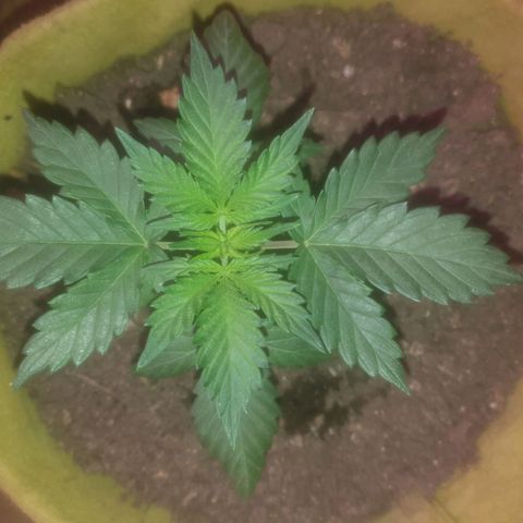 Auto-Bluedream growlog timeline photo