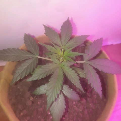 Auto-Bluedream growlog timeline photo