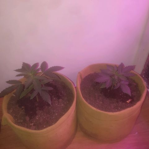 Auto-Bluedream growlog timeline photo