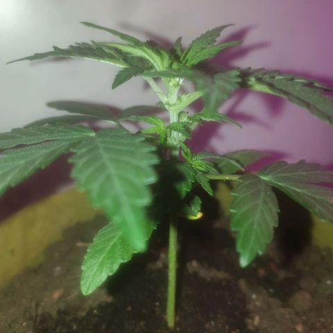 Auto-Bluedream growlog timeline photo